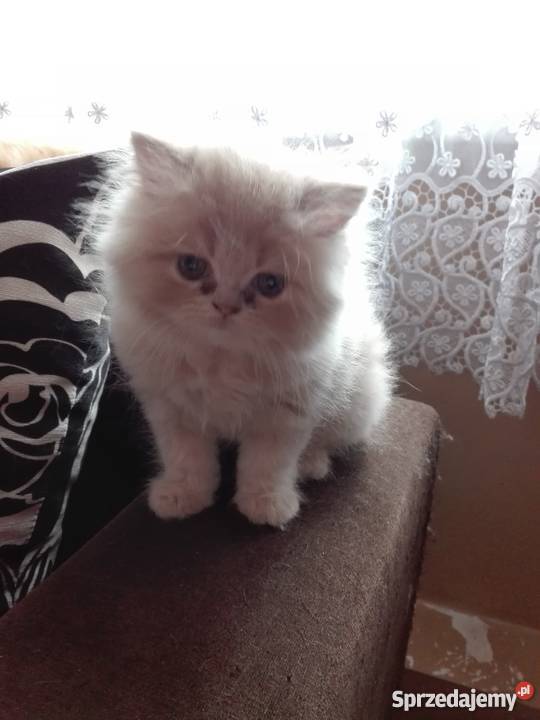 Dwa małe kotki perskie Koty