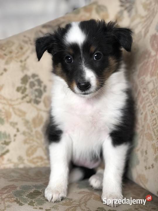 Ayla sheltie suczka tricolor rodzicach Pupki