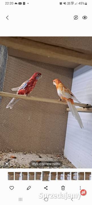 Rozelle królewskie pastel Ptaki Ptaki Radom