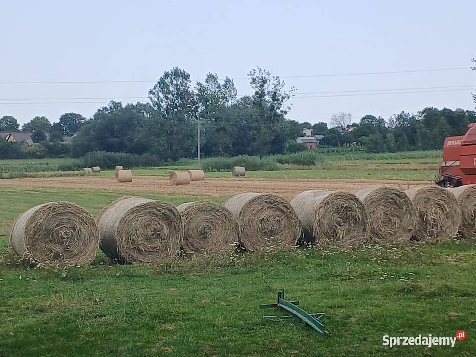 Siano Ląkowe jesień 2025 Role Załawcze