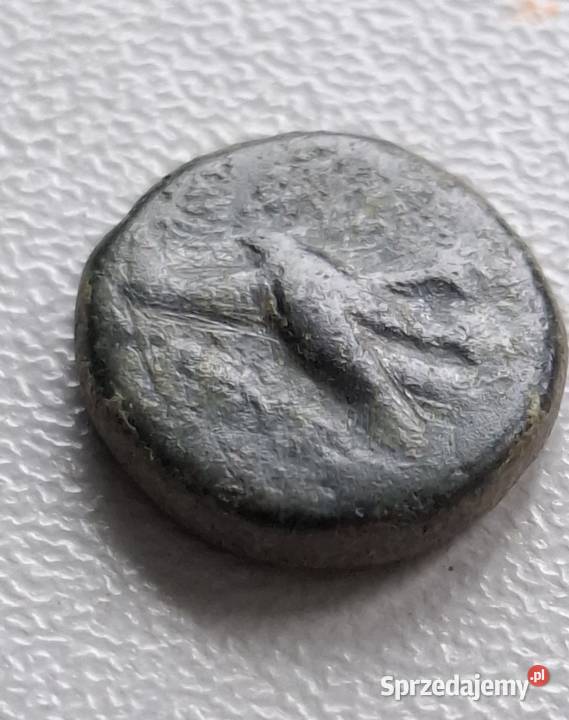 Moneta antyczna Grecja Aeolis Kyme 350250 BC Wejherowo