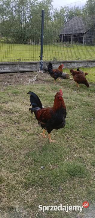 Koguty Silki i Włoszki podkarpackie Tarnobrzeg