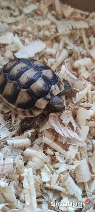 Żółw obrzeżony Testudo marginata żółw obrzeżony Dąbrowa Górnicza