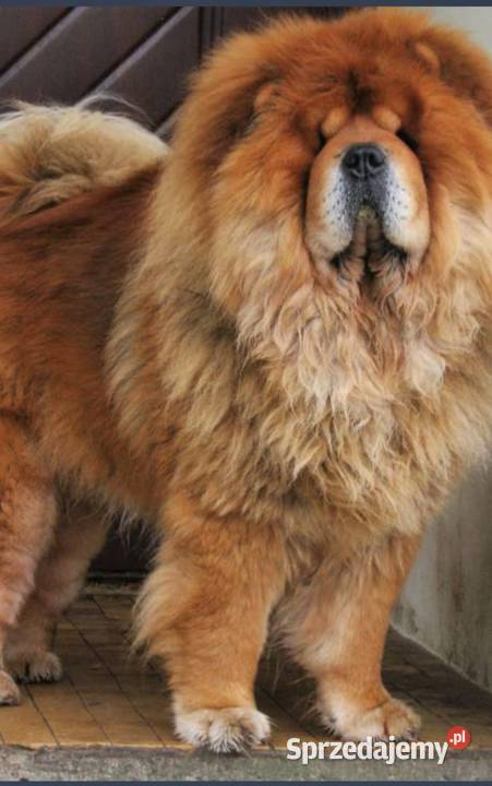Piękny Piesek chow chow warszawa