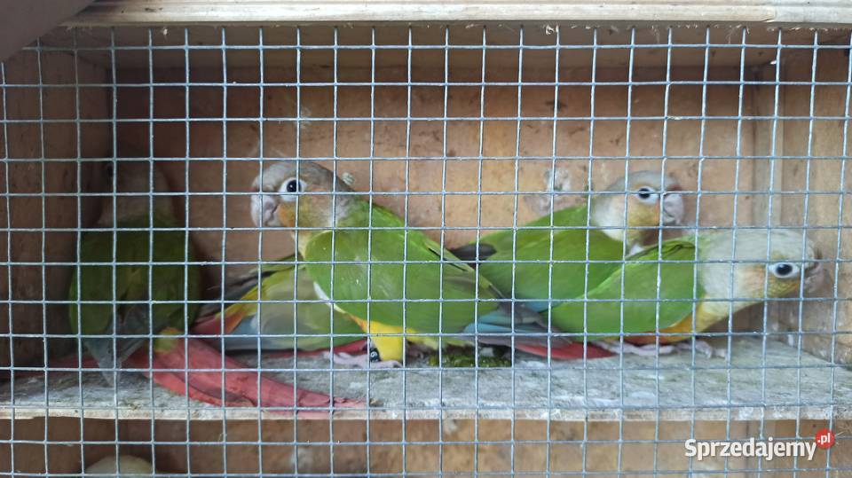 Rudosterki pineapple Zwierzęta Olkusz sprzedam