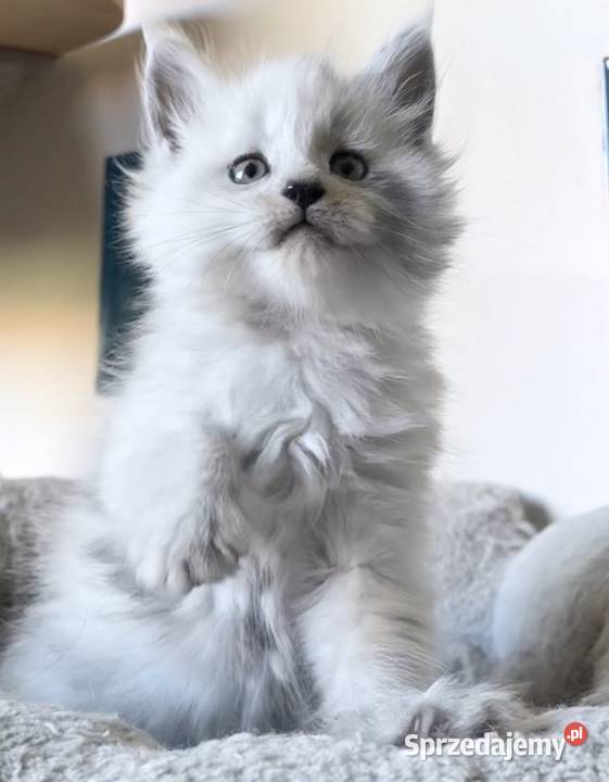 Maine Coon kocurek importach dolnośląskie Wińsko