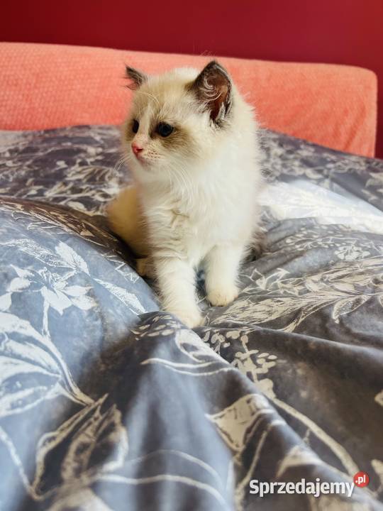 Ragdoll kocurek Rag a 03 Hodowla Lagooneyes Zwierzęta Katowice