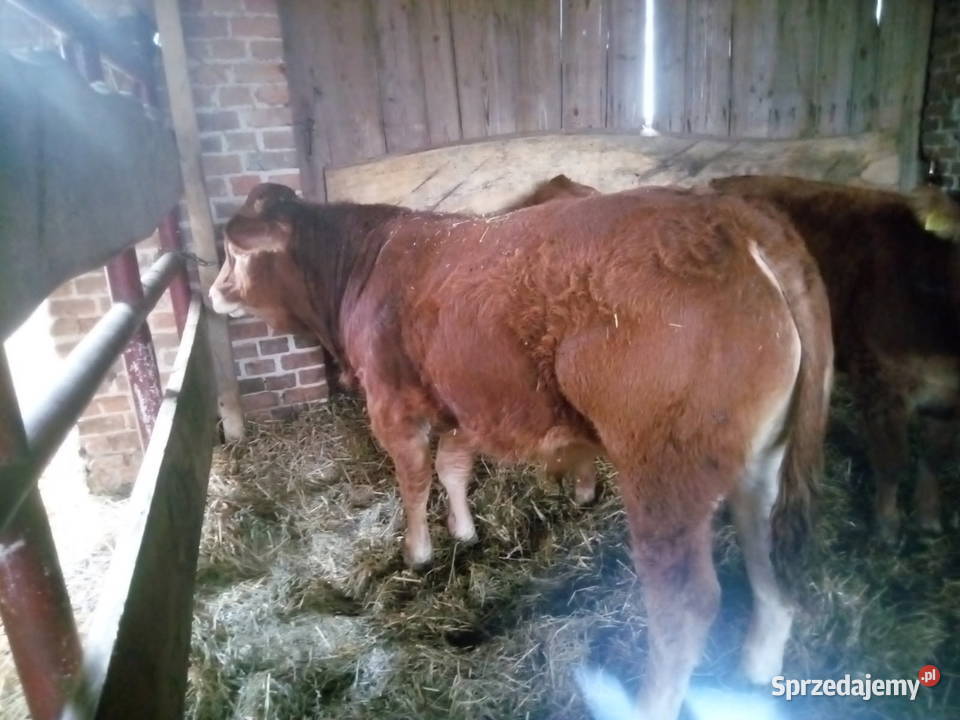 Sprzedam cieleta odsadki rasy LM Turobin