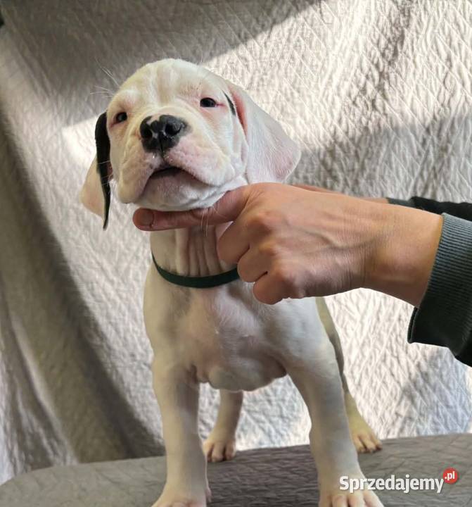 Szczeniaki Dog Argentyński ZKwP FCI Gończyce