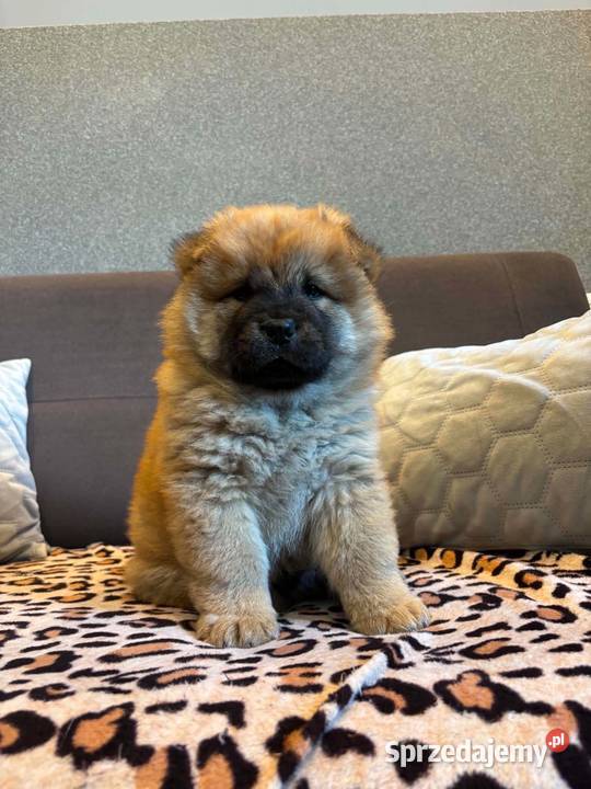 Chow Chow Mrągowo