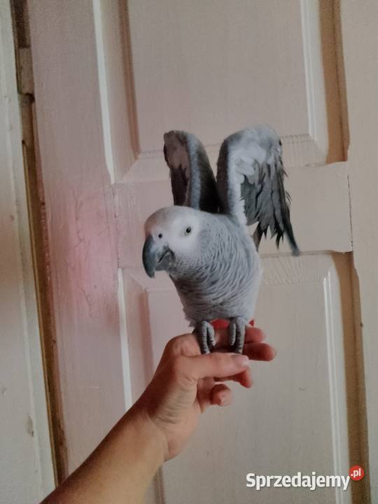Oswojona papuga żako Zamość sprzedam