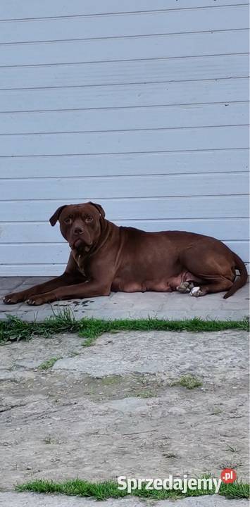 Sprzedam Szczeniaka American Pit Bull Terrier Gorlice