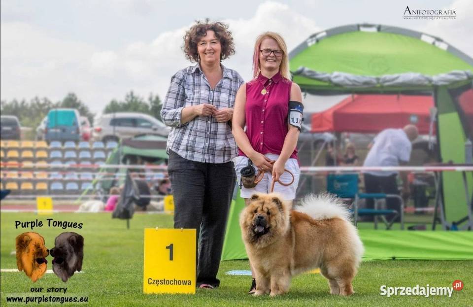 Chow Chow z rodowodem ZKwP oddział Bielsko Biała Łęki