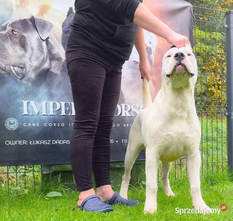 Szczeniaki samce Dog Argentyński ZKwP FCI krycie Gończyce sprzedam