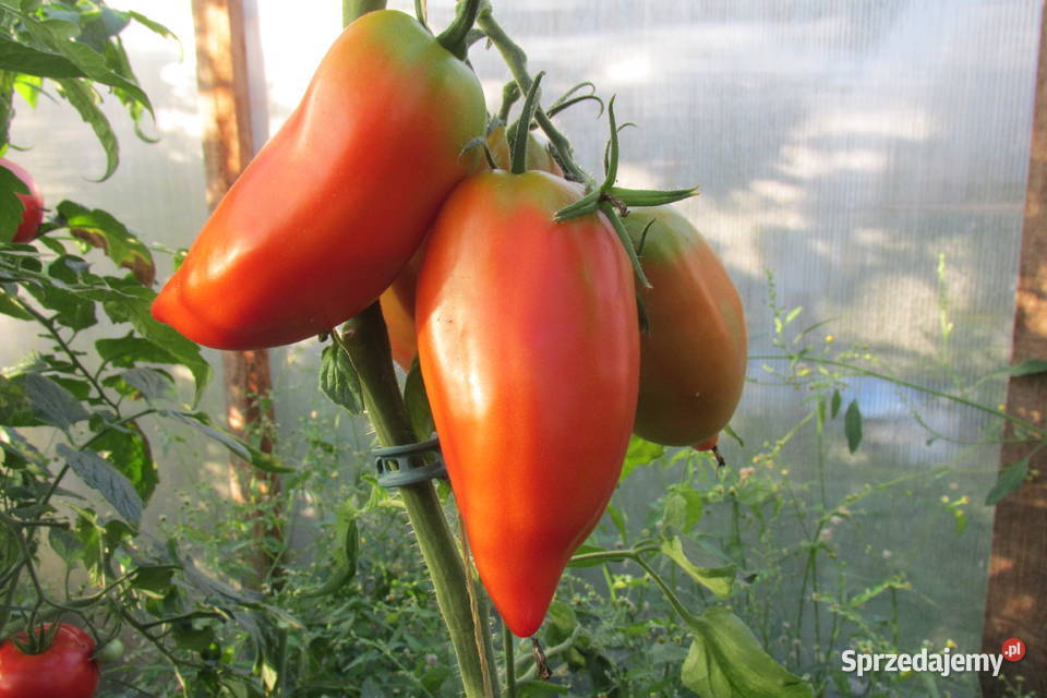 Sadzonki pomidorów holenderskich i polskich pd Pozostałe Łomianki