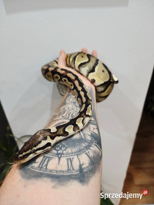 Wąż Pyton królewski terrarium