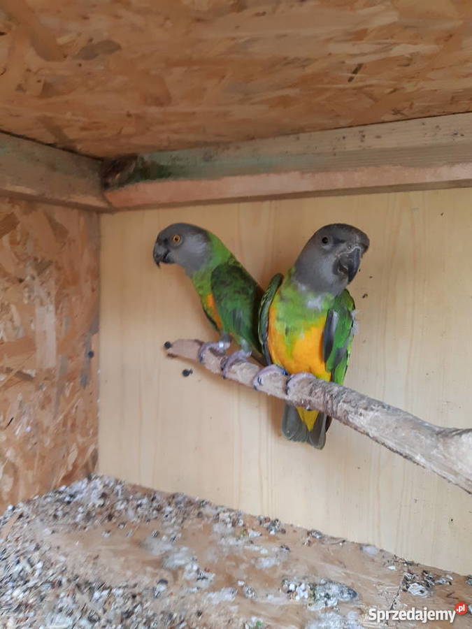 Oratrix barwinka senegalka Trojanów