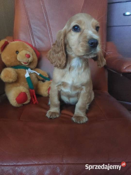 Cocker Spaniel Angielski złoty rudy piesek