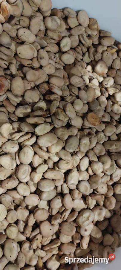 Bób bachus Busko-Zdrój