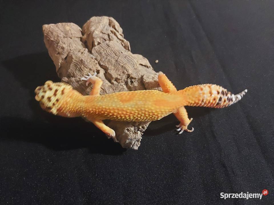 Gekon lamparci gekony lamparcie samice pomorskie