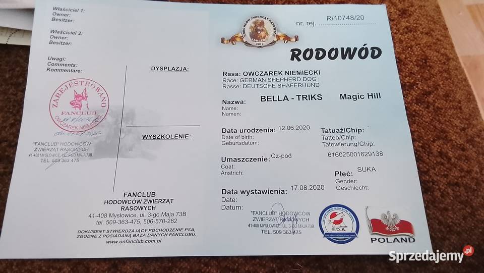 Owczarek niemiecki lubelskie Szczebrzeszyn sprzedam