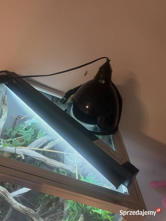 kameleon jemeński z terrarium i wsyztsko co Zamość