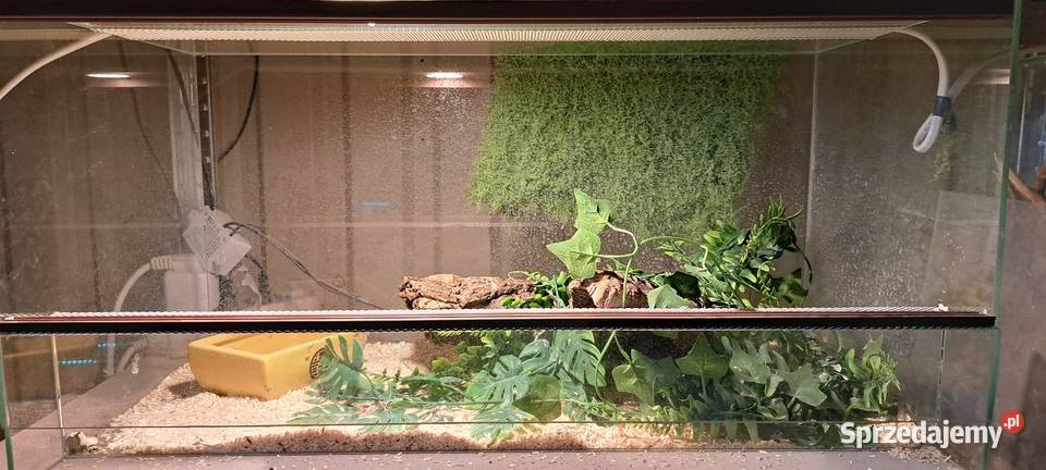 Pyton królewski z terrarium Hrubieszów