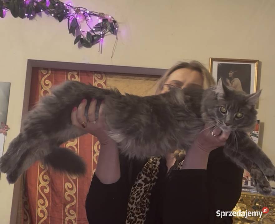 Kocurek Maine coin Warszawa zaraz fife