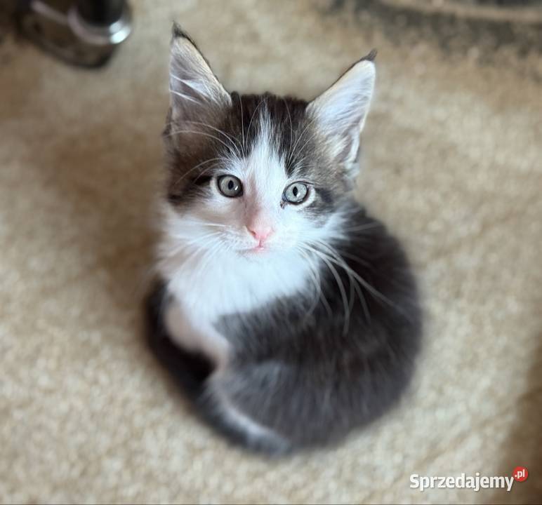 Kocurek Maine Coon gotowy do odbioru Wrocław