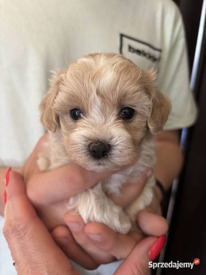 Maltipoo iniaturka do 15 F1 Częstochowa
