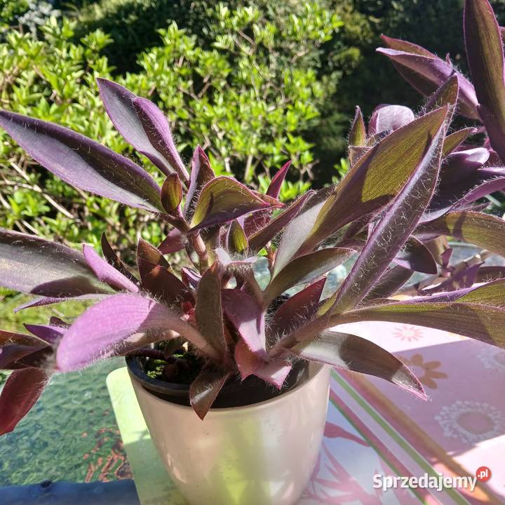 Setkrezja trzykrotka purpurowa fioletowa roślina Nowy Sącz