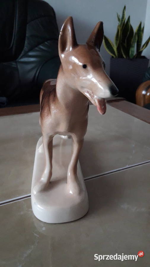 Pies Wilczór Chodzież lata 60 te PRL lubelskie