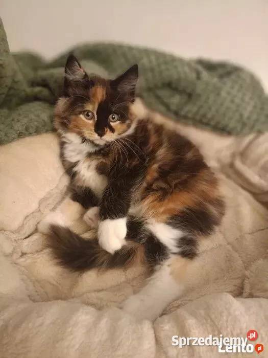 Kotka Maine Coon Rodowód FPL lubuskie Bytom Odrzański