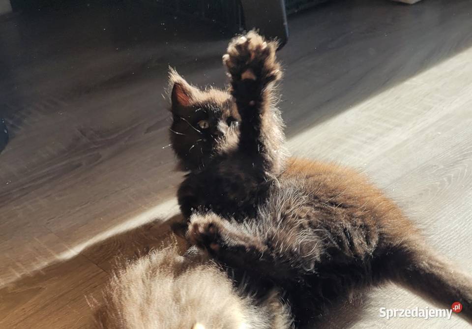 Kotki Maine Coon sprzedam