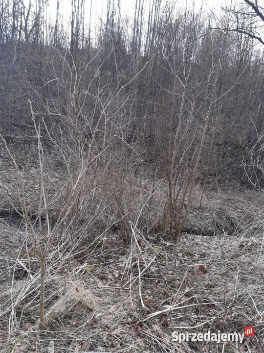 Grunt Niedźwiedzica szambo