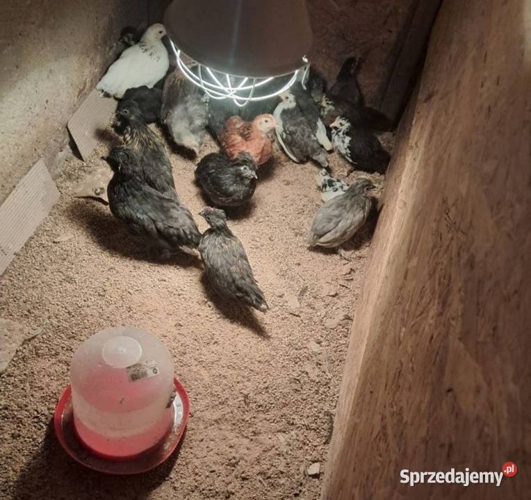 Kurki i kogutki cwergi