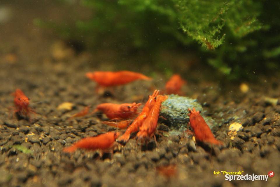 KREWETKA SAKURA RED Neocaridina davidi Zwierzęta Toruń sprzedam