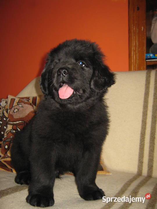Nowofundland szczeniaki dolnośląskie Góra