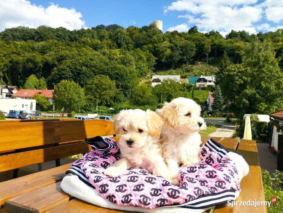 Maltipoo XS rodowodowe maltańczyk pudel Lublin