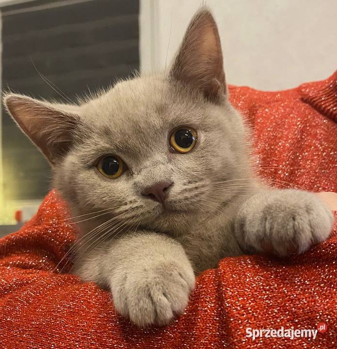 Kotki brytyjskie krótkowłose Legnica