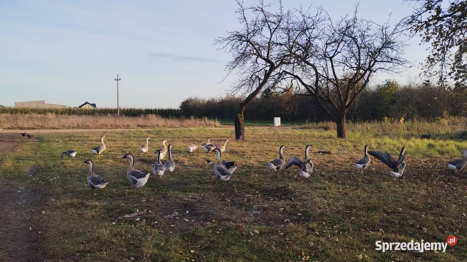 SPRZEDAM GĘSI Zalesie sprzedam