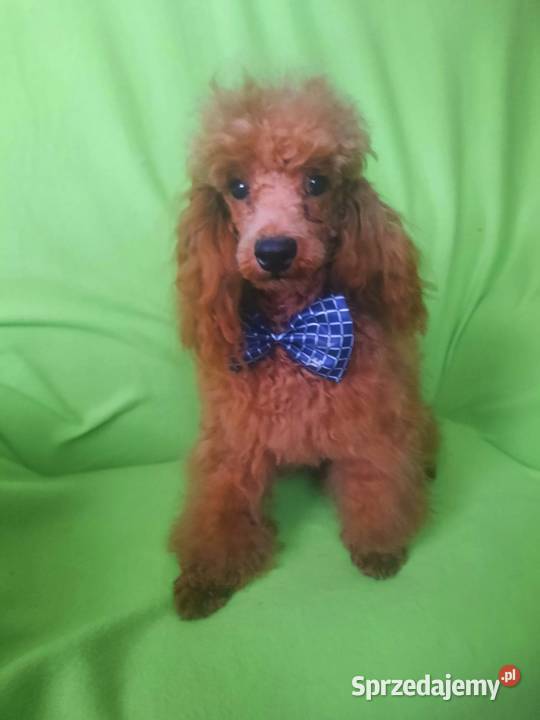 PUDEL TOY RED płowy samiec do odbiorurodowófd Zwierzęta Bydgoszcz