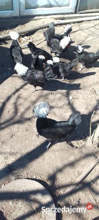 Sprzedam białoczuby holenderskie mazowieckie Sarnów sprzedam