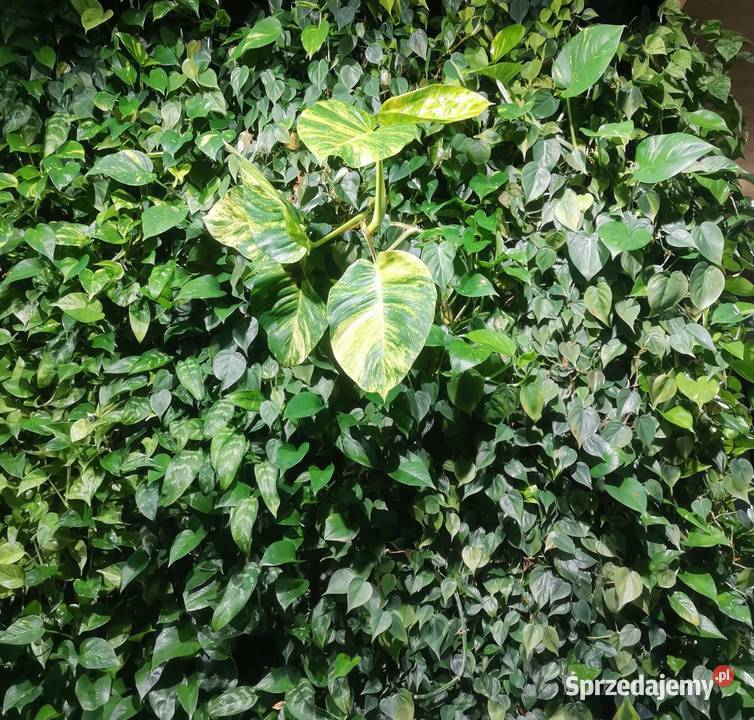 Ogrodnik domowybiurowy Pogotowie roślinne mazowieckie Warszawa