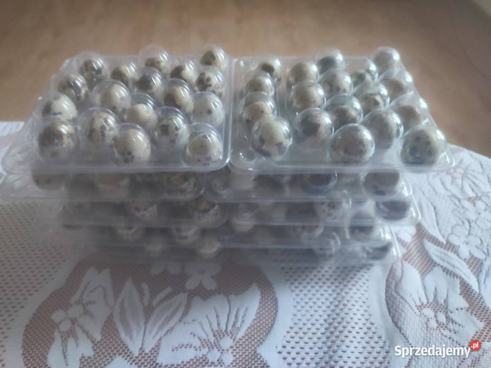 Jajka przepiórcze duża waga Produkcja Komorniki