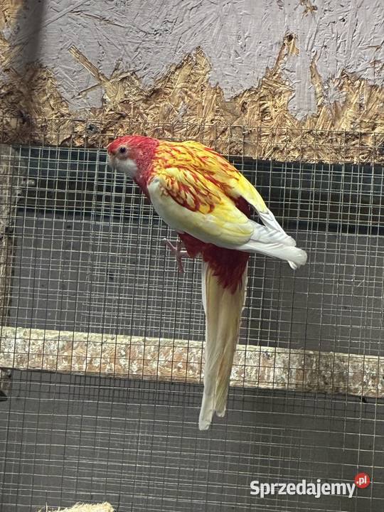 Rozelle białolice para Zofiowo