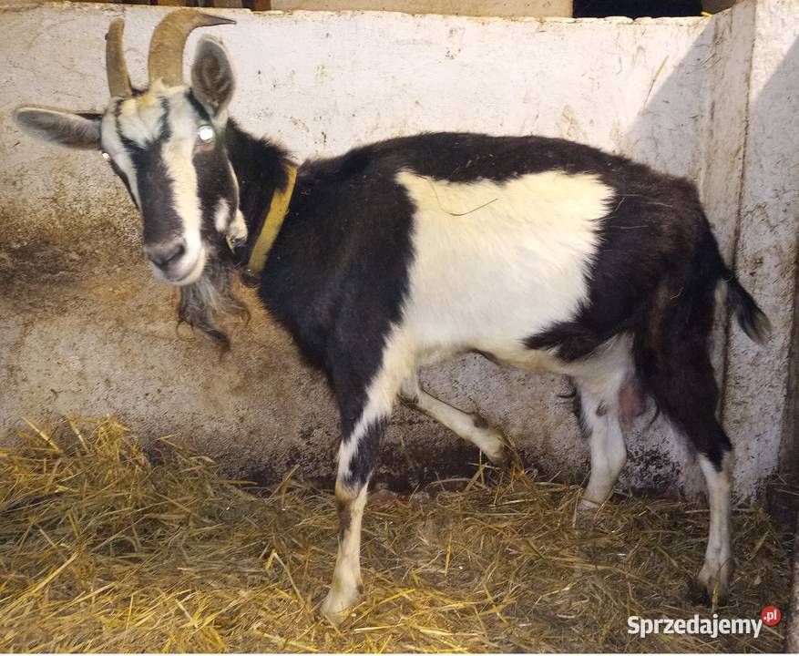 Koza młoda kotna wielkopolskie Dębicze
