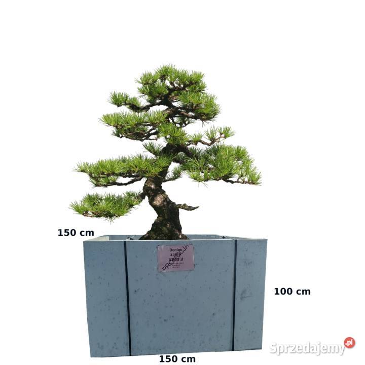 Donica inwestycyjna 150x150x100 Kielce