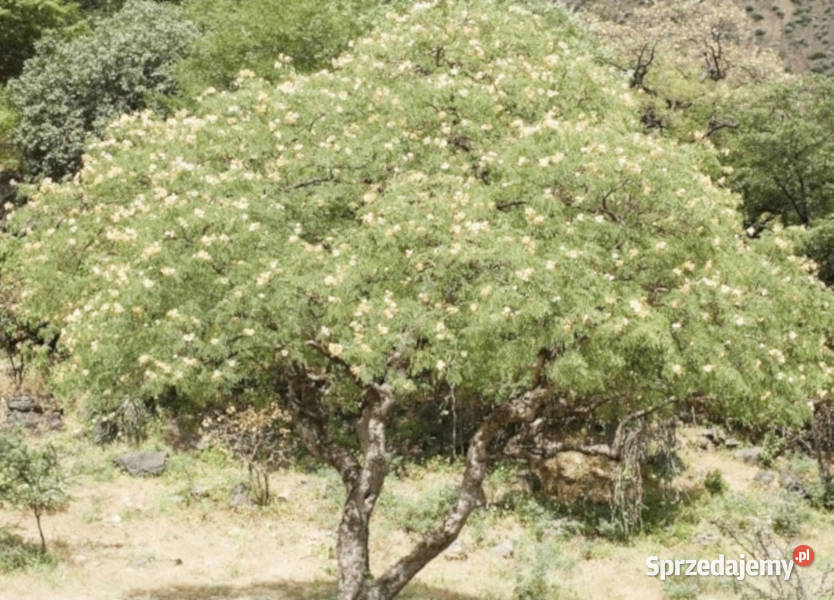 BIAŁA POINCIANA Poinciana elata NASIONA 60 sztuk Lubanie