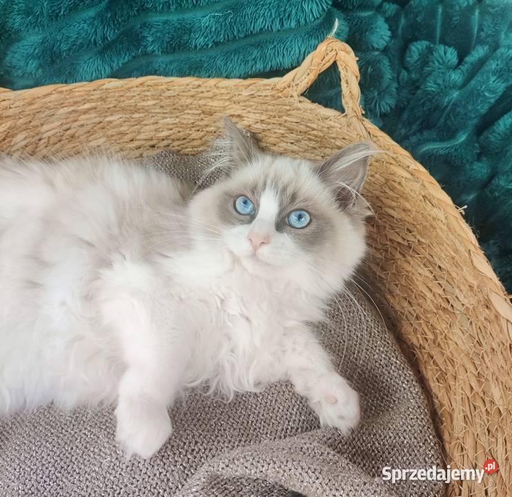 przytulaśna Kotka Ragdoll z międzynarodowym Ragdoll Boguchwała